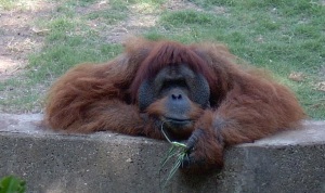 orangutan-5